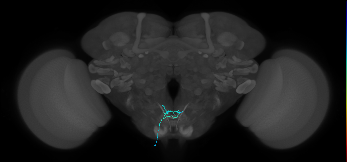 labellar taste bristle sensory neuron