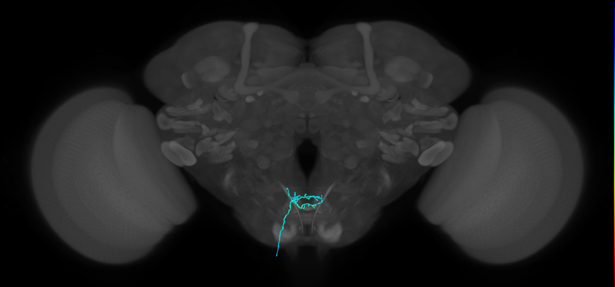LB1c_L (MaleCNS:518112)