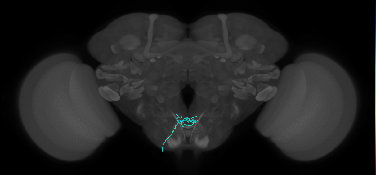 LB1c_L (MaleCNS:522753)