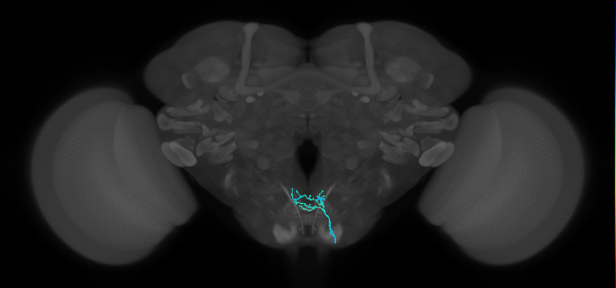 LB1c_R (MaleCNS:522841)