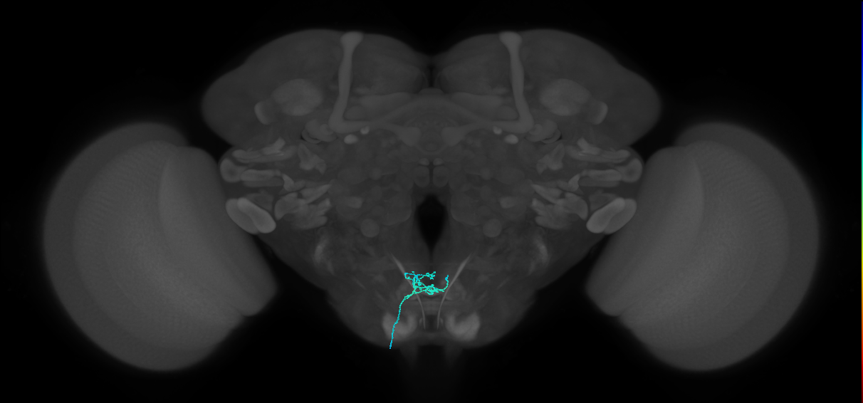 LB1d_L (MaleCNS:54104)