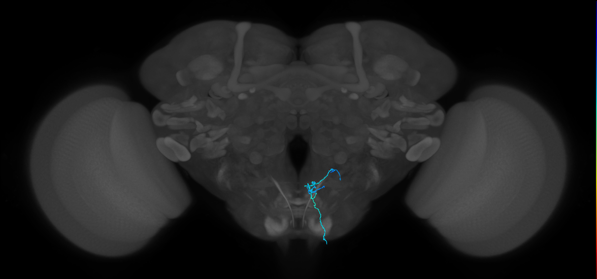 labellar taste bristle sensory neuron