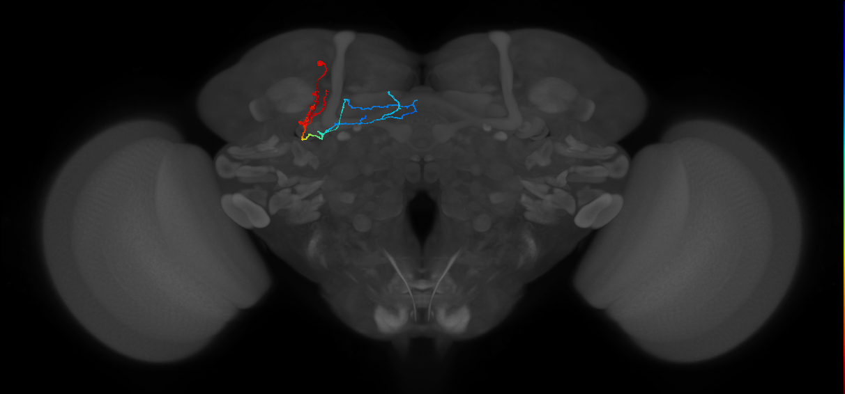 KCg-m_L (MaleCNS:122285)