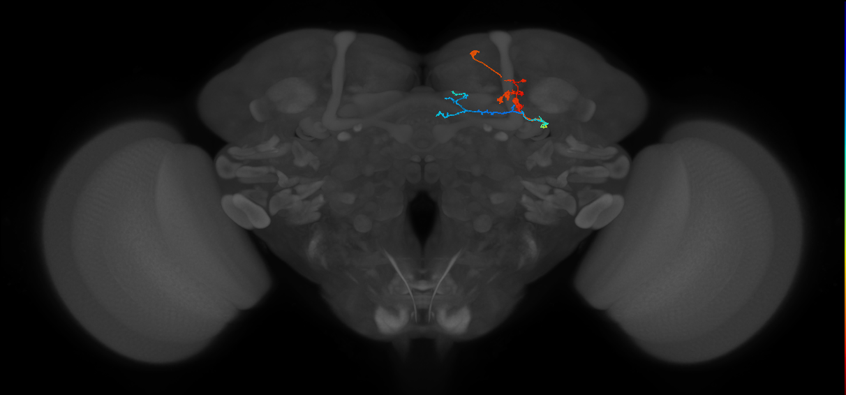 KCg-m_R (MaleCNS:552693)