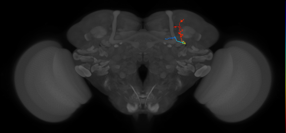 KCg-m_R (MaleCNS:74368)
