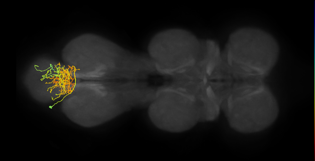INXXX290_L (MaleCNS:807435)