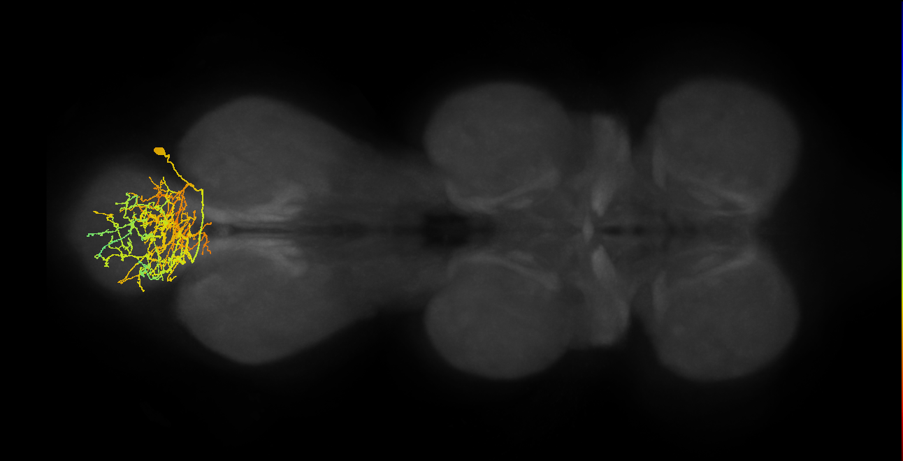 INXXX290_R (MaleCNS:807346)