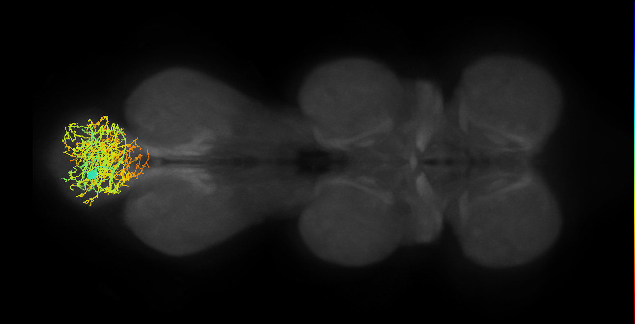 INXXX290_L (MaleCNS:800968)