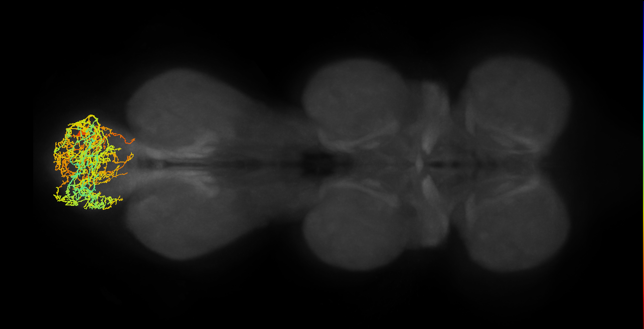 INXXX293_R (MaleCNS:820520)