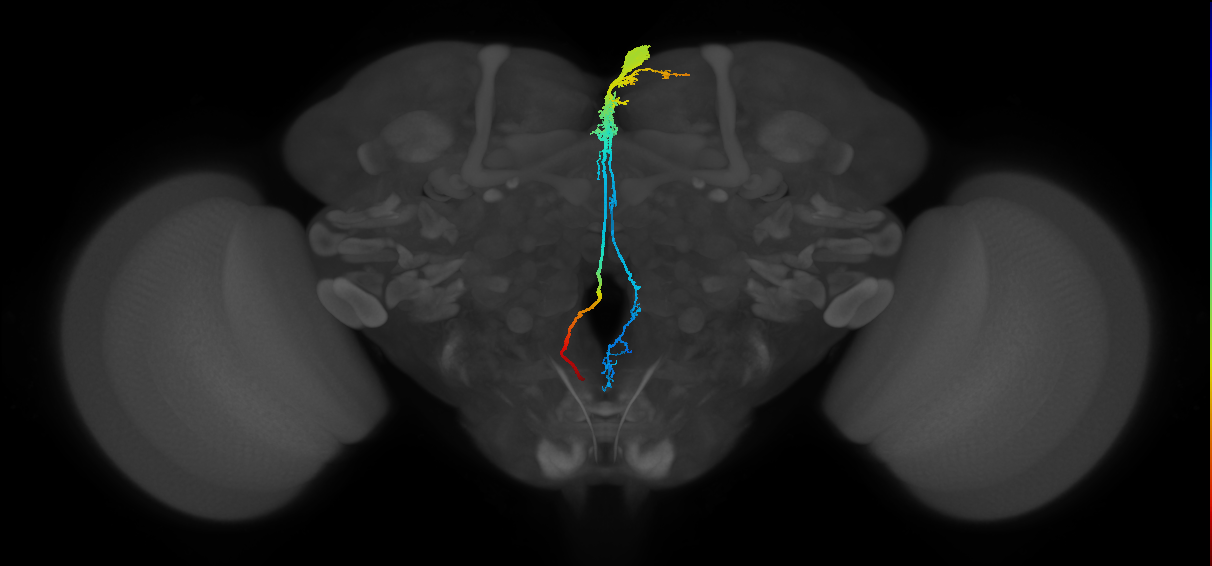 insulin secreting cell of pars intercerebralis