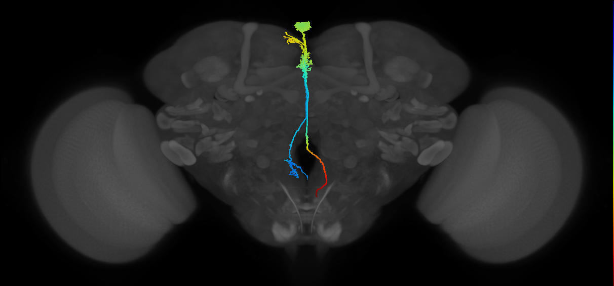 insulin secreting cell of pars intercerebralis