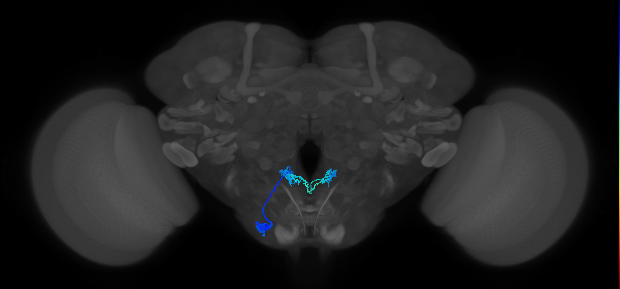interoceptive SEZ neuron