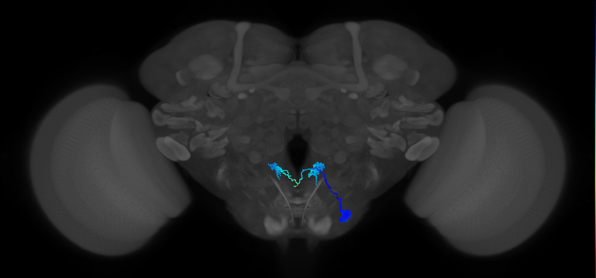 interoceptive SEZ neuron