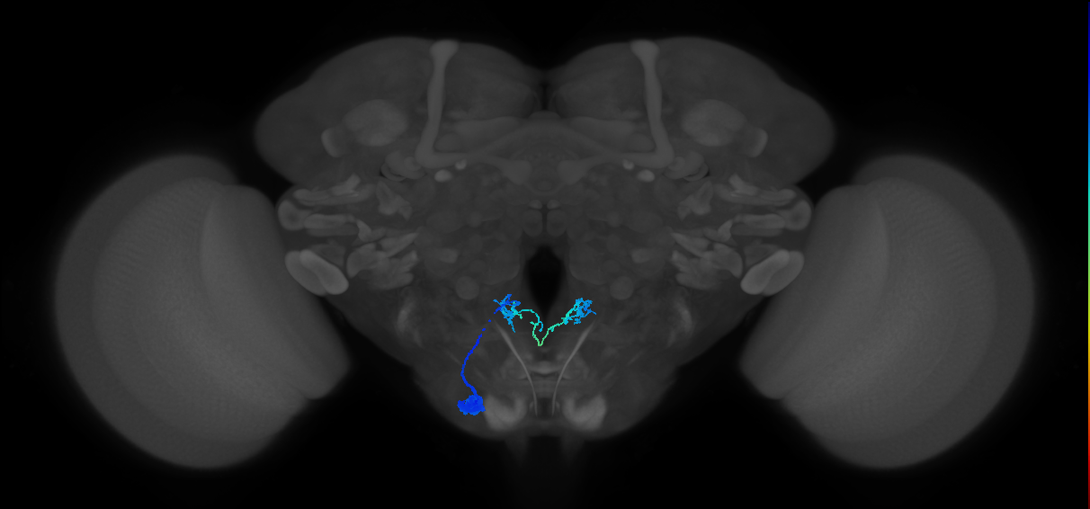 interoceptive SEZ neuron