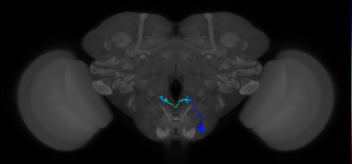 interoceptive SEZ neuron