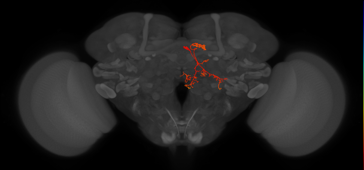 IbSpsP(PB17)_R4/5 (MaleCNS:97512)