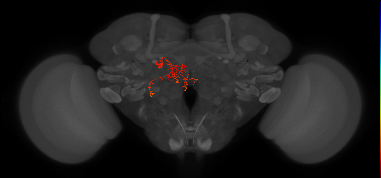 IbSpsP(PB17)_L9 (MaleCNS:69938)