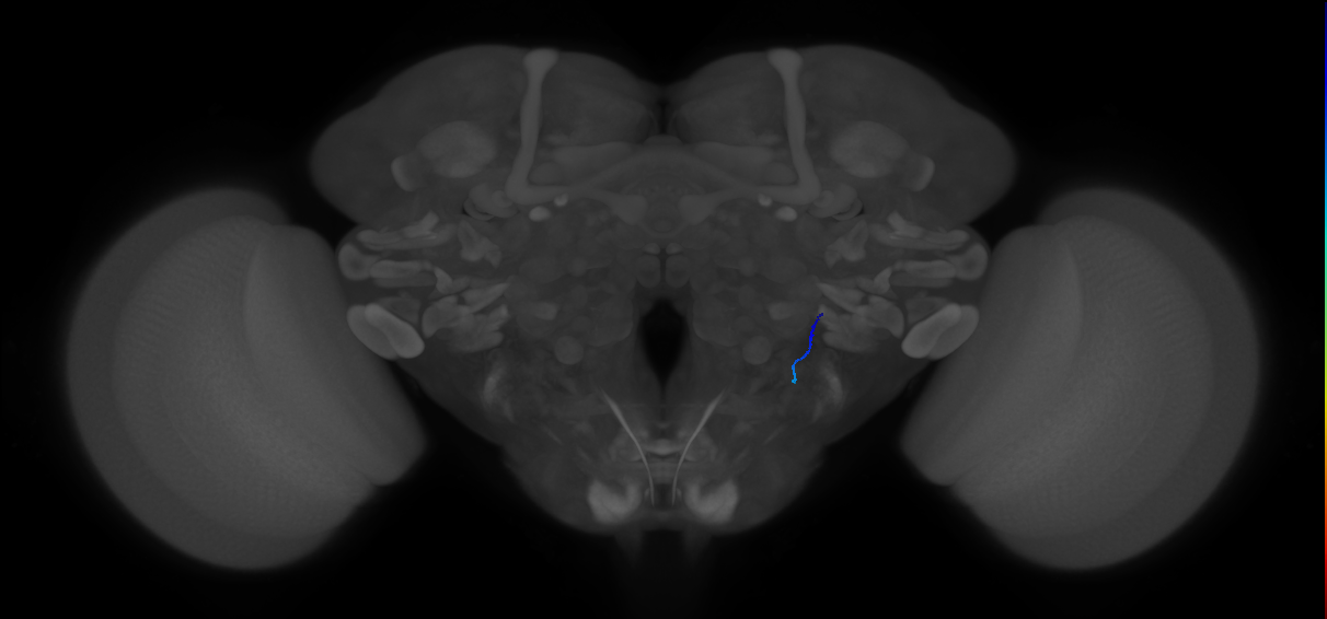 JO-B_R (MaleCNS:445096818)