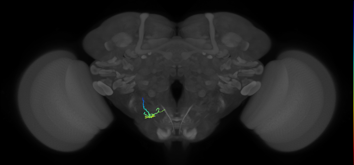 adult antennal sensory neuron