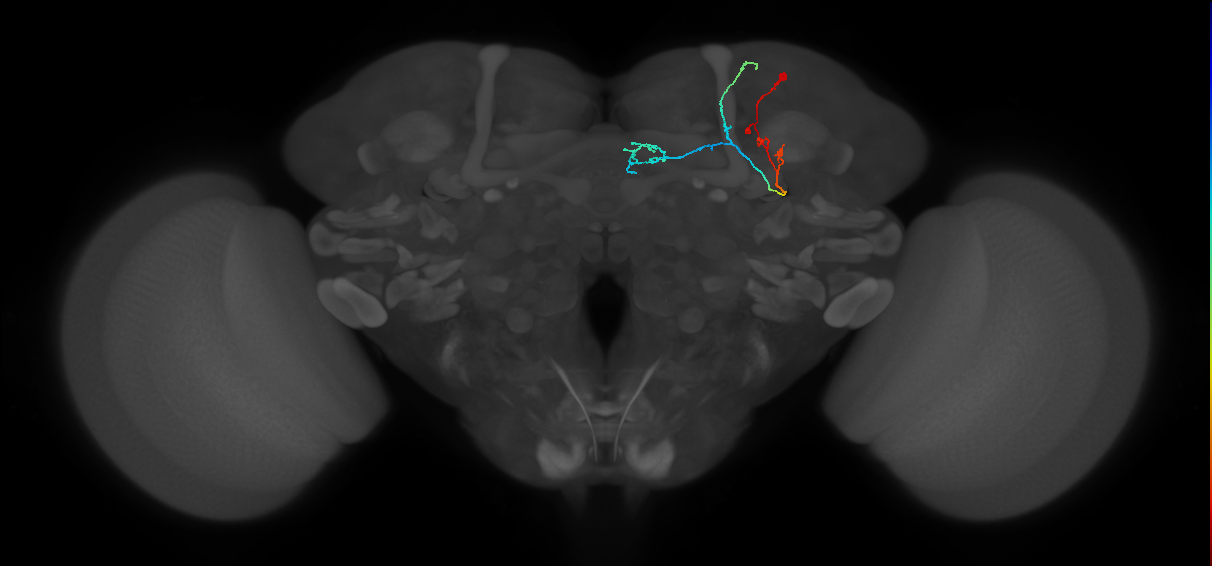 mushroom body dopaminergic neuron