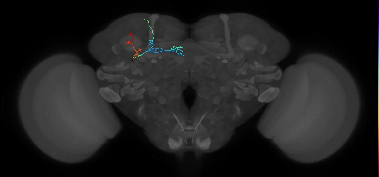 KCa'b'-ap1_L (MaleCNS:67022)