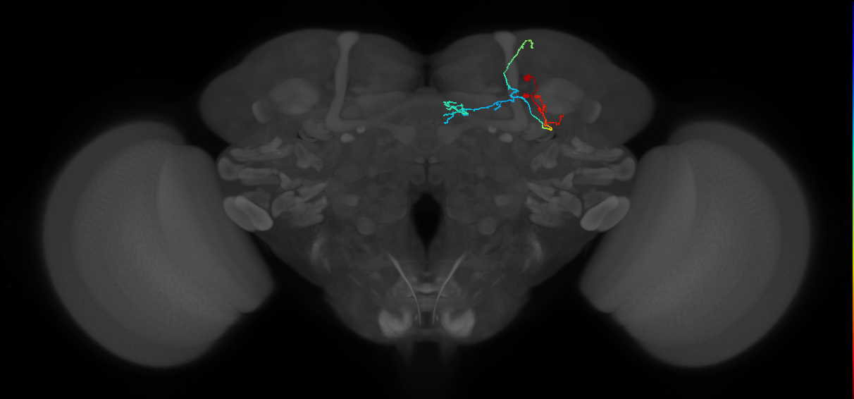 KCa'b'-ap1_R (MaleCNS:79364)
