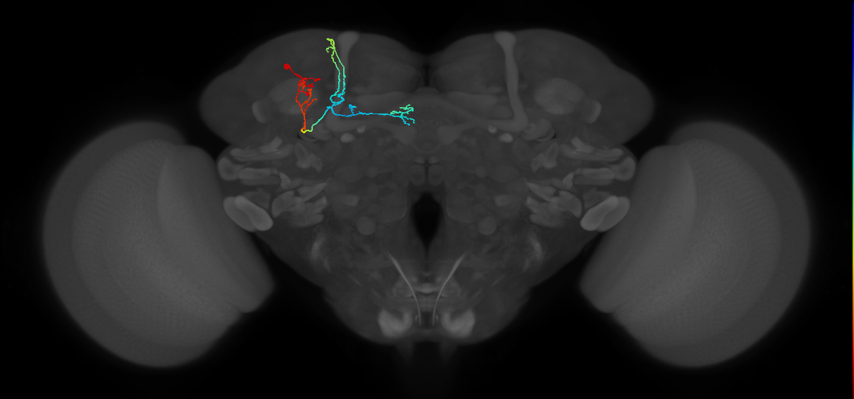 KCa'b'-ap2_L (MaleCNS:36376)