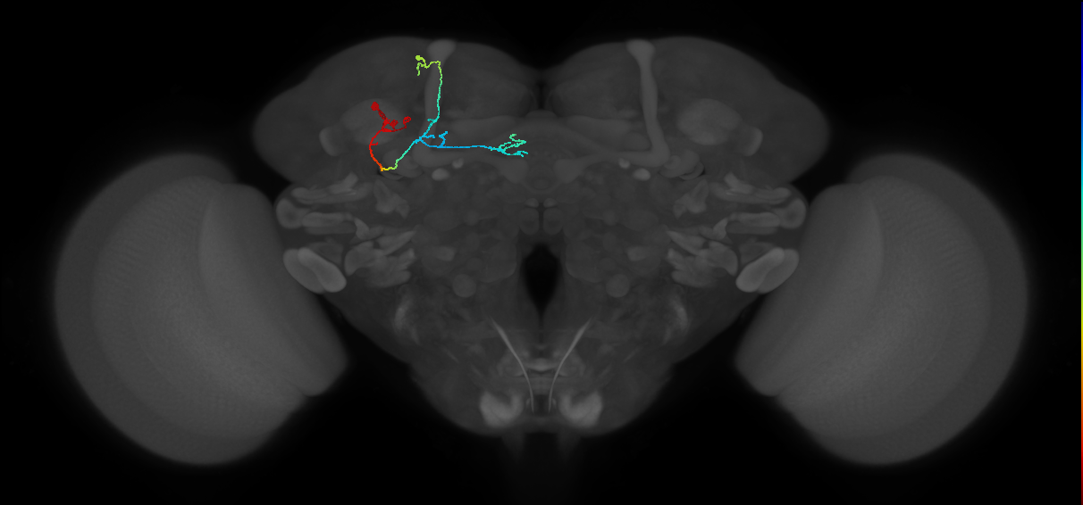 KCa'b'-ap2_L (MaleCNS:50705)