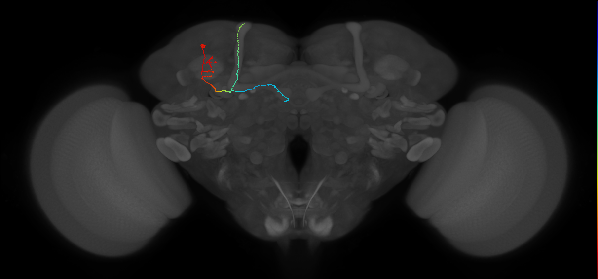 KCab-c_L (MaleCNS:173570)