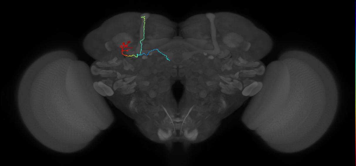 KCab-m_L (MaleCNS:95092)