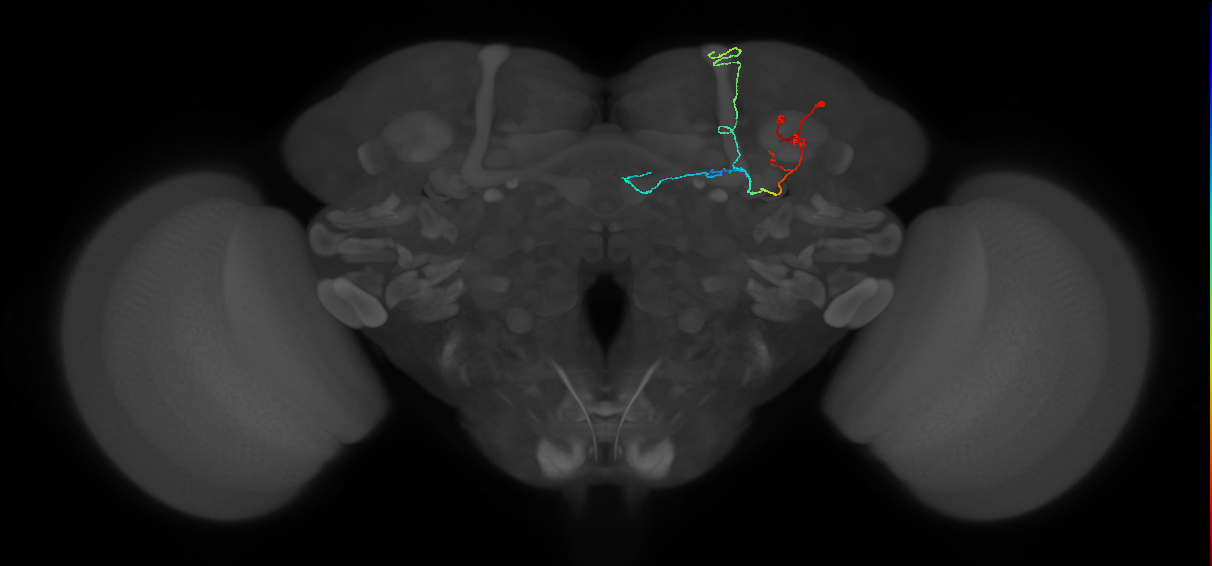 adult dopaminergic neuron