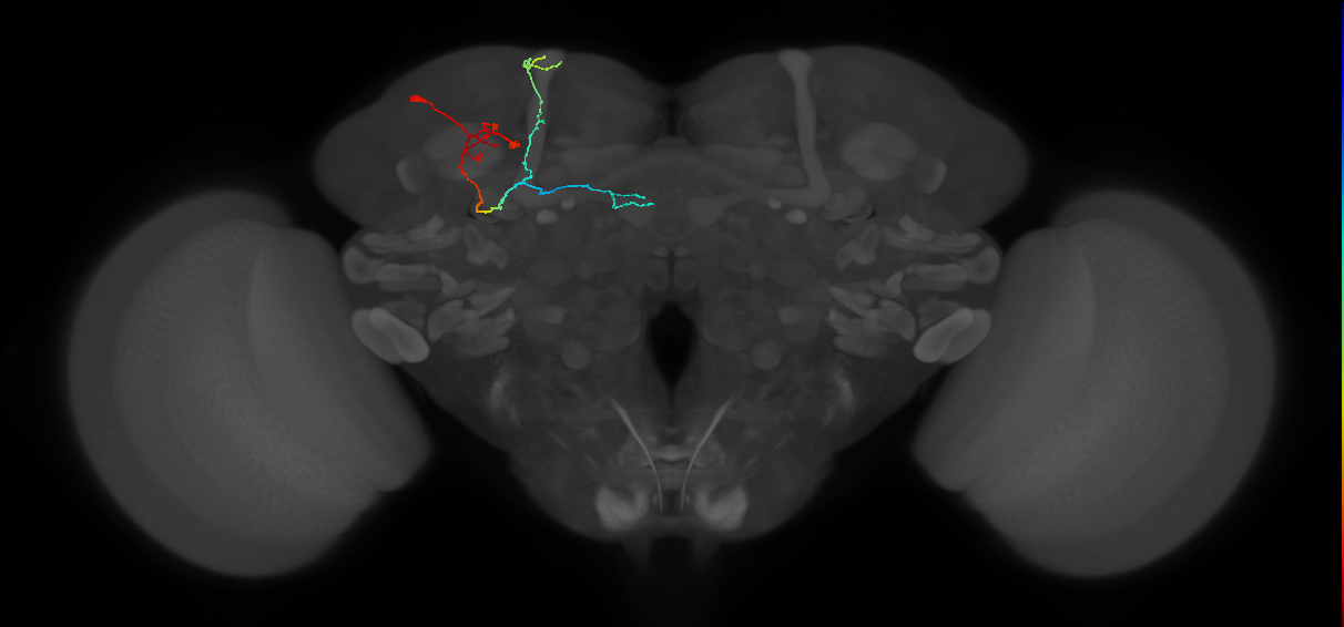 mushroom body dopaminergic neuron