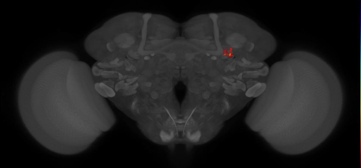 KCab-s_R (MaleCNS:117446)