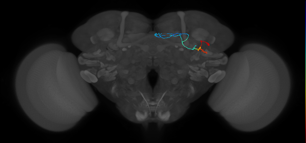 KCg-d_R (MaleCNS:536363)