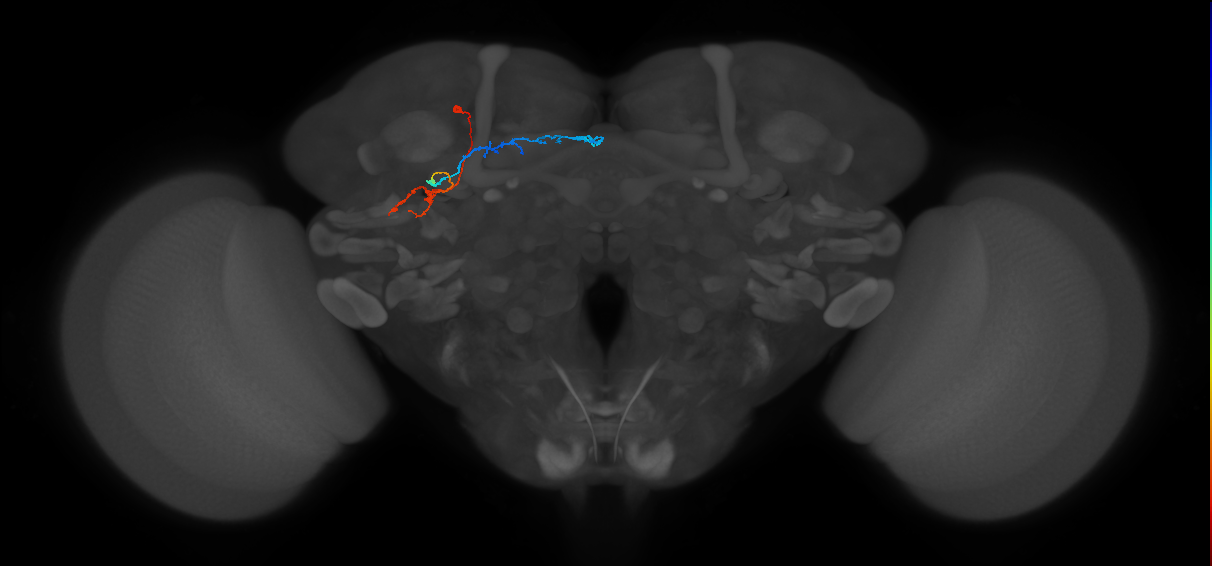 KCg-d_L (MaleCNS:69885)