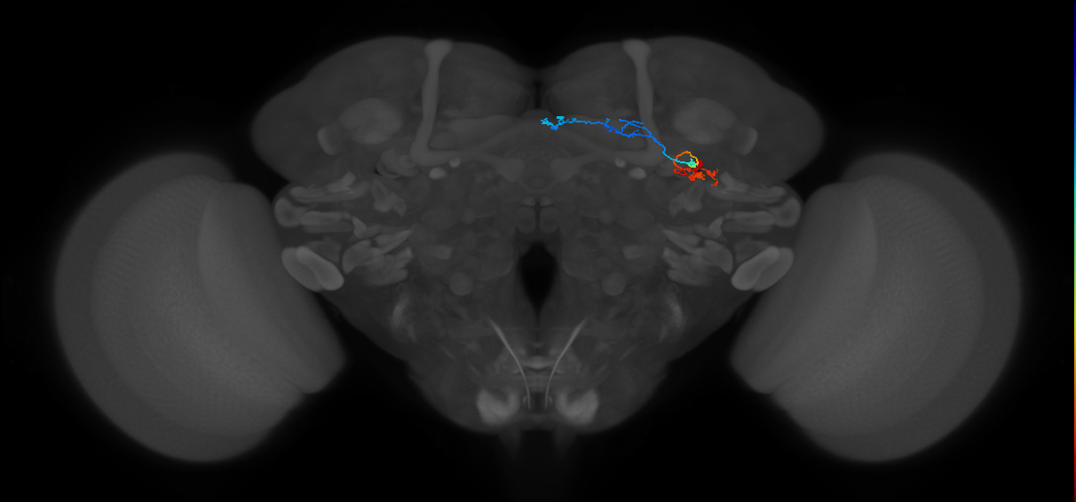 KCg-d_R (MaleCNS:48438)