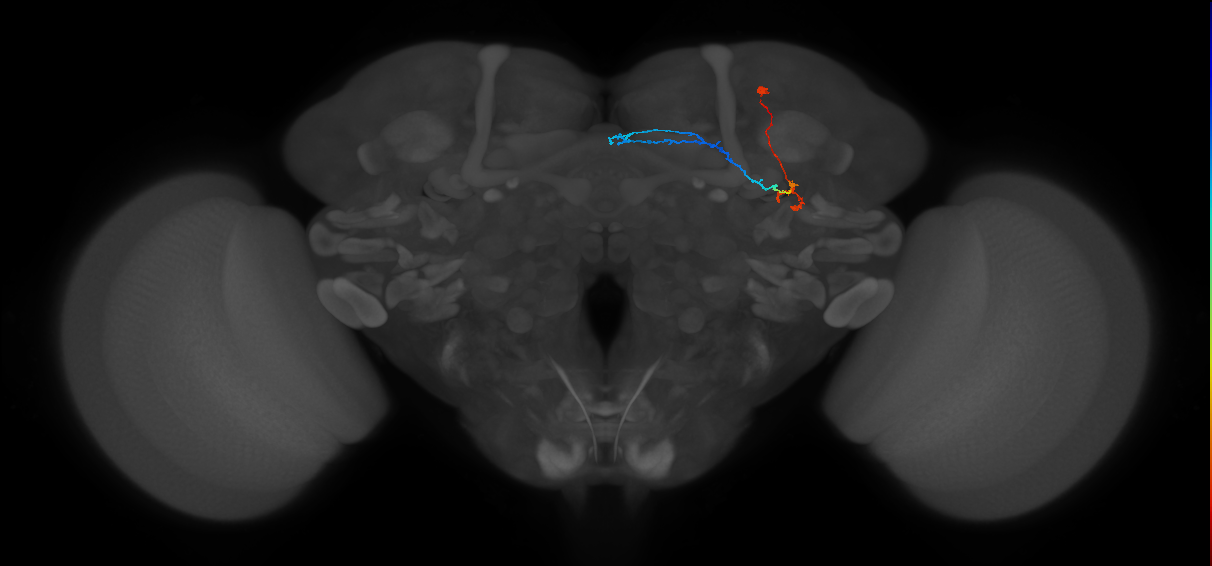 KCg-d_R (MaleCNS:56284)