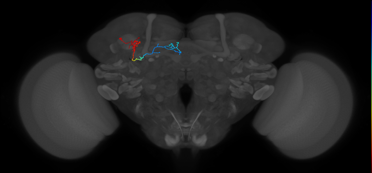 adult dopaminergic neuron