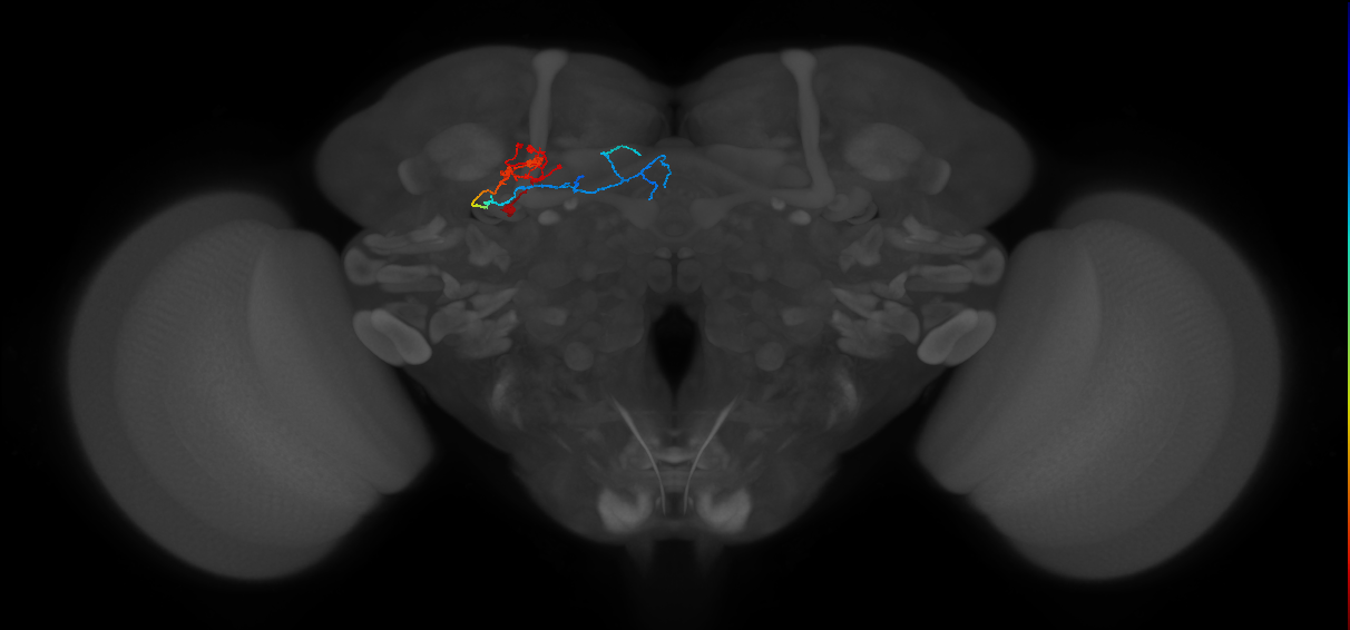 KCg-m_L (MaleCNS:522981)
