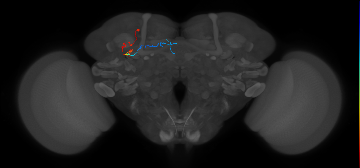 KCg-m_L (MaleCNS:110282)