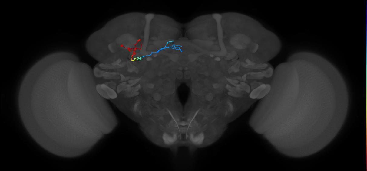 KCg-m_L (MaleCNS:548595)