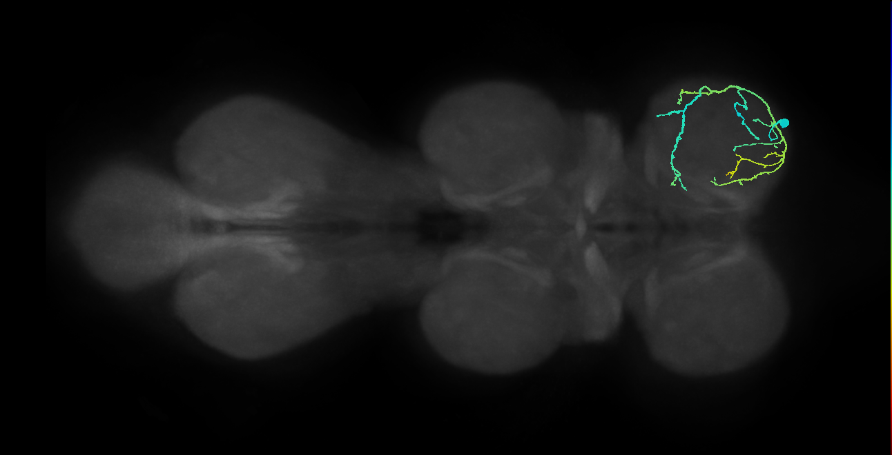 IN13A043_R (MaleCNS:905672)