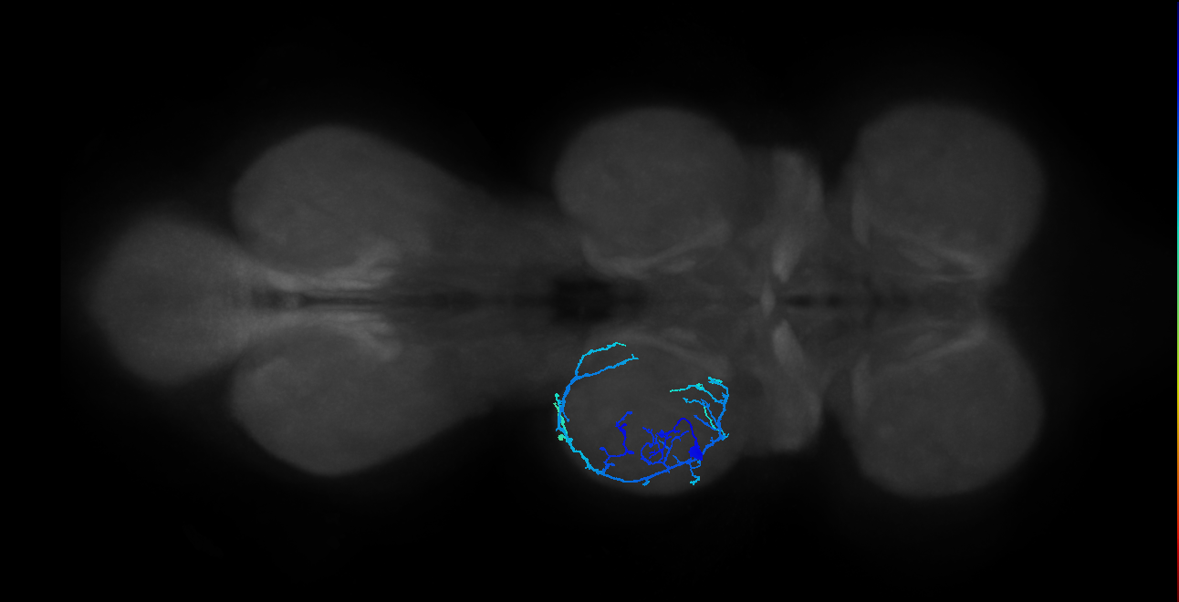 IN13A044_L (MaleCNS:811696)