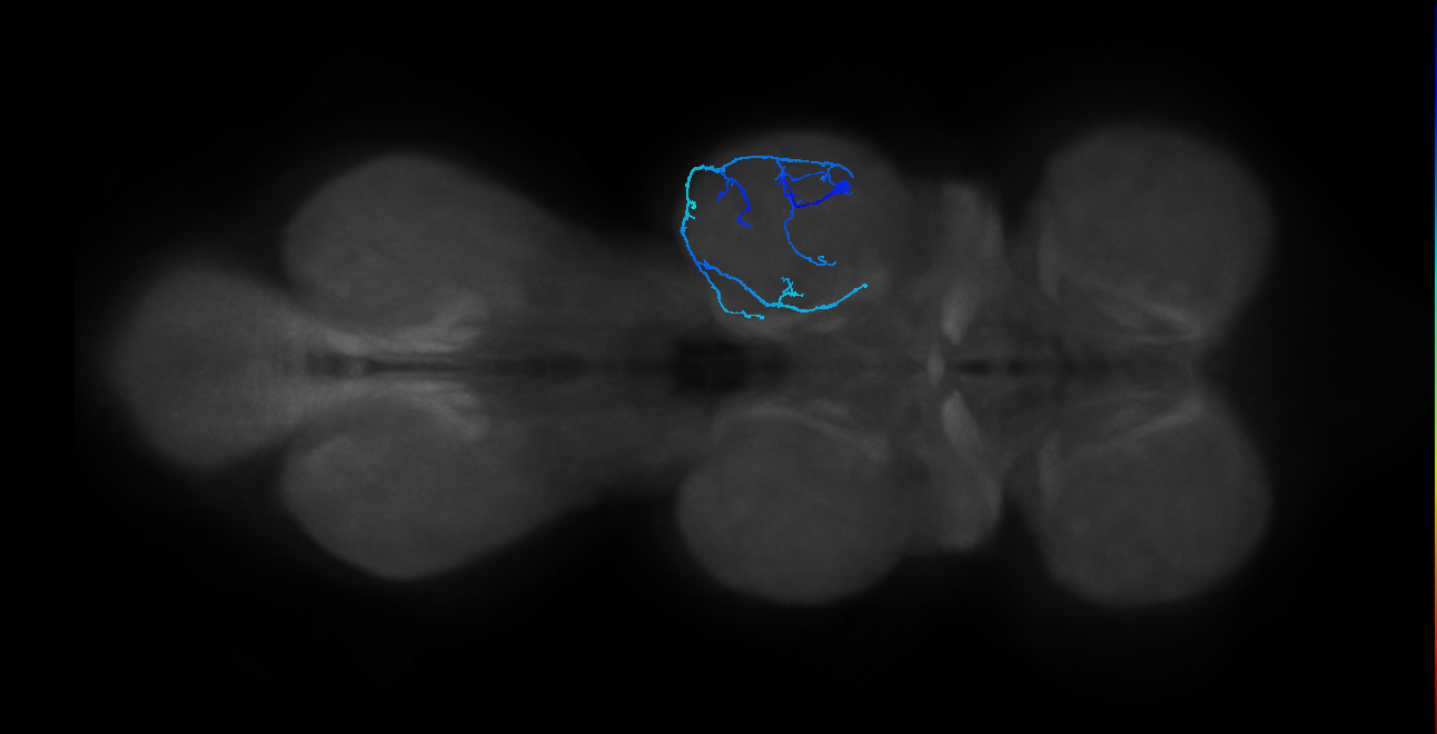 IN13A044_R (MaleCNS:907502)
