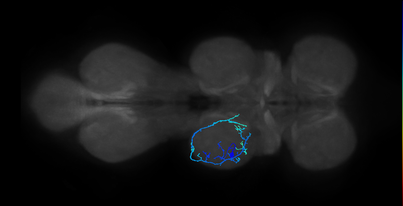 IN13A044_L (MaleCNS:810834)