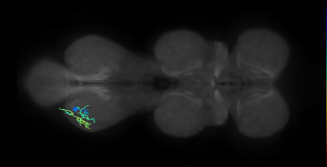 IN13A045_L (MaleCNS:817541)
