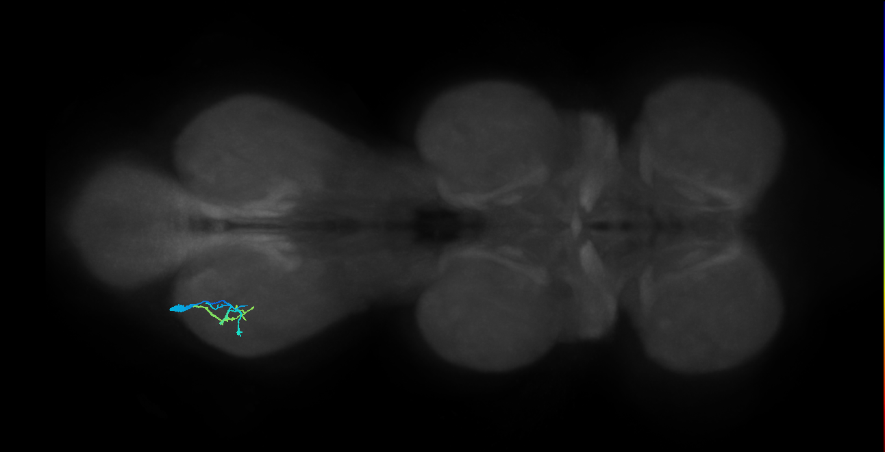 IN13A045_L (MaleCNS:1060561100)
