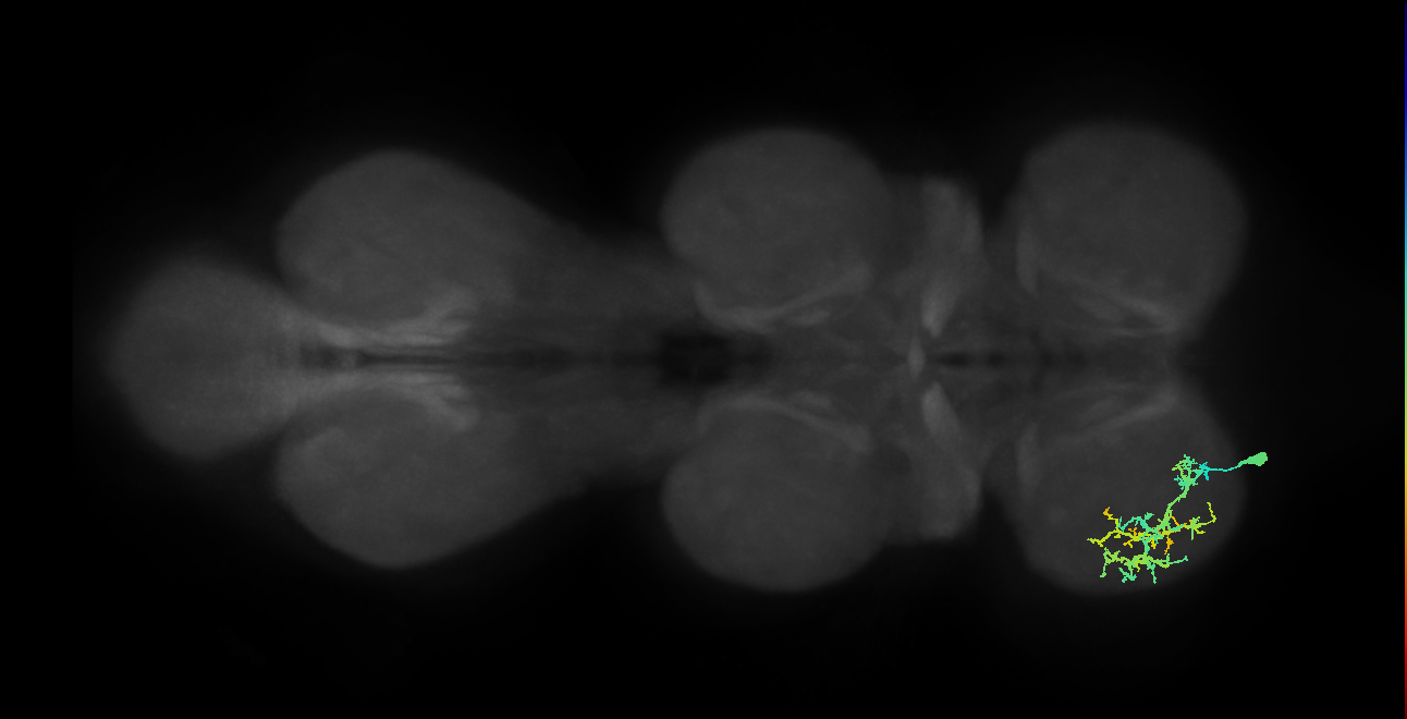IN13A045_L (MaleCNS:817769)