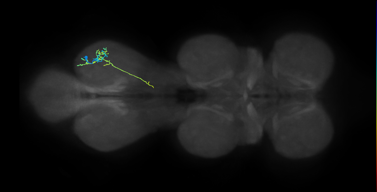 IN13A045_R (MaleCNS:942839)
