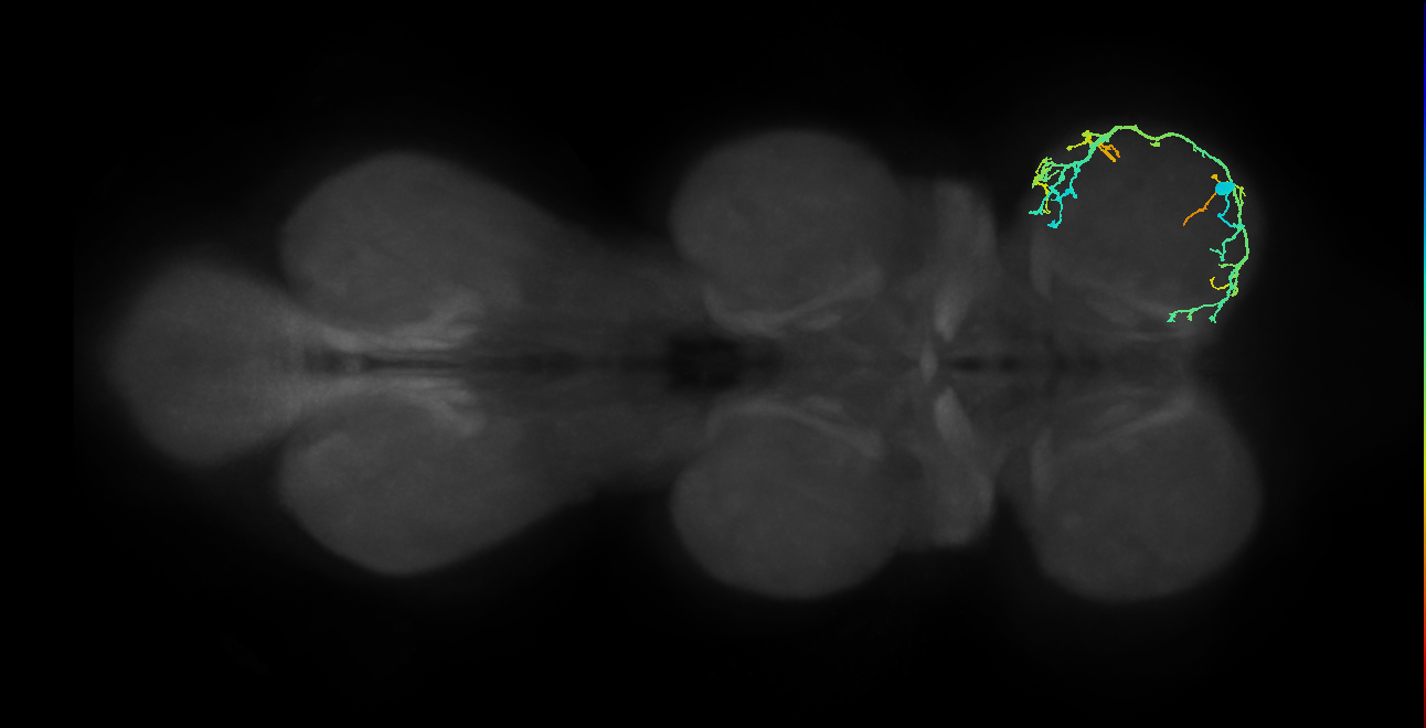 IN13A047_R (MaleCNS:804192)